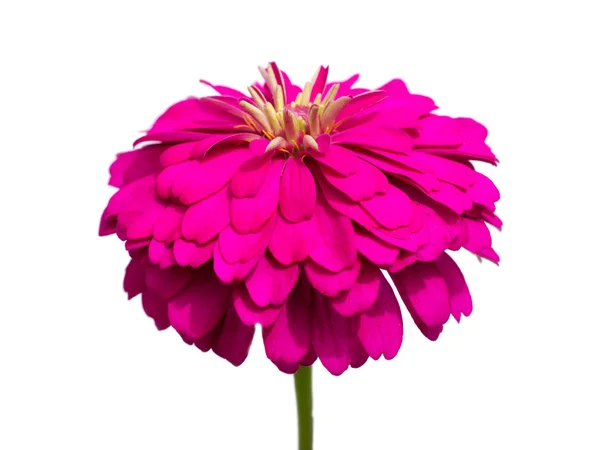 Rose zinnia fleur gros plan sur fond blanc . — Photo