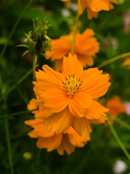 Orange cosmos flower in the garden. — Stock Photo, Image