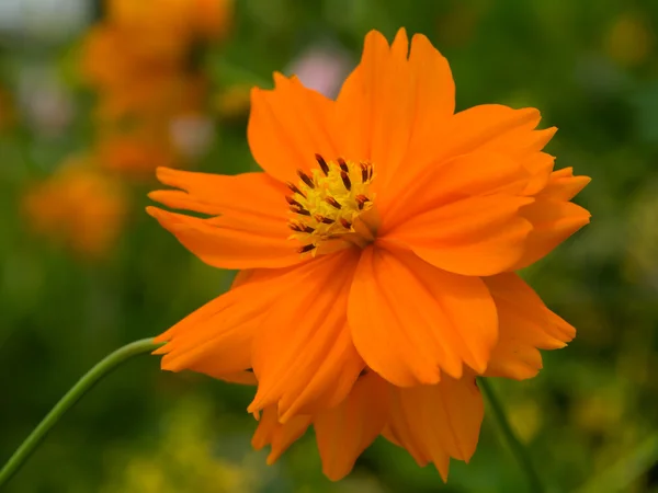 Pomarańczowy kosmos kwiat w ogrodzie. — Zdjęcie stockowe