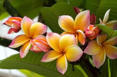 Ağaçta Frangipani çiçeği.