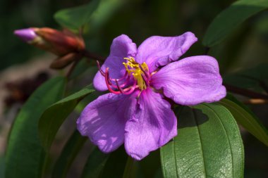 Ormanda pembe yabani çiçekler