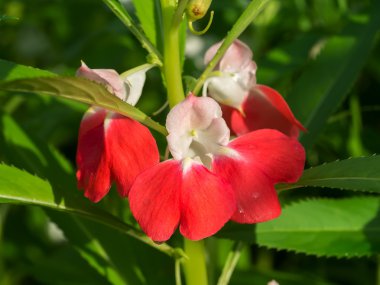 Impatiens balsamina çiçek çiçeklenme.