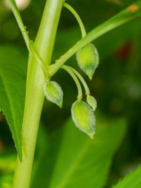 ağaç üzerinde Impatiens balsamina tohumları.