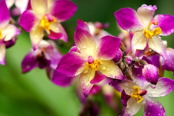 Flores de orquídeas moídas — Fotografia de Stock