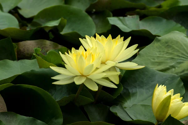 Frumos galben crin hibrid floare înflorind cu lumina soarelui . — Fotografie, imagine de stoc