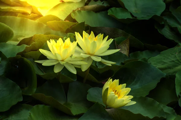 美丽的黄色睡莲混合花开与阳光. — 图库照片