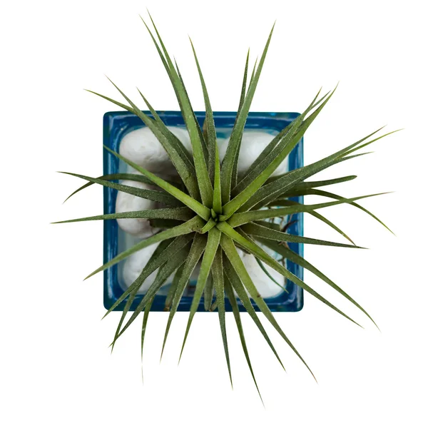 Luftpflanze mit wissenschaftlichem Namen tillandsia, auf einem isolierten weißen b — Stockfoto