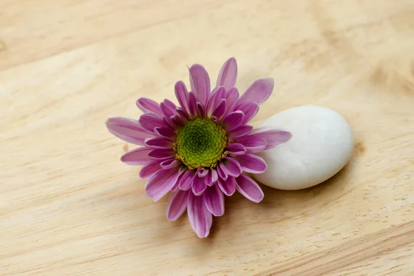 Rosa blomma av krysantemum och vita stenar. — Stockfoto