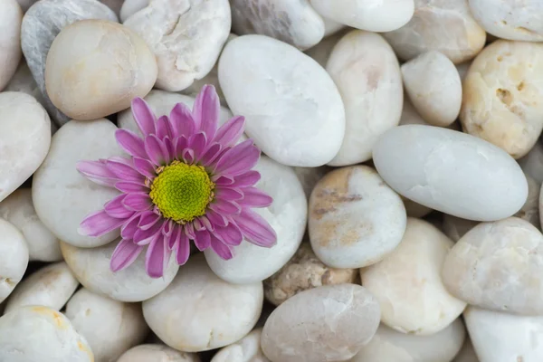 Fleur rose de Chrysanthème et pierres blanches . — Photo