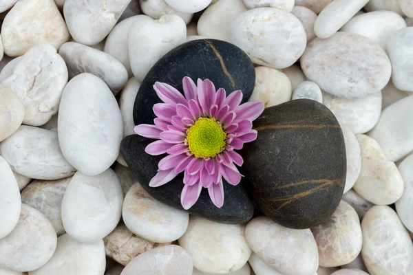 Fleur rose de Chrysanthème et pierres . — Photo