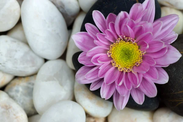 Rosa blomma av krysantemum och stenar. — Stockfoto