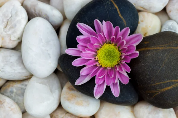 Pink flower of Chrysanthemum and stones. — Stock Photo, Image