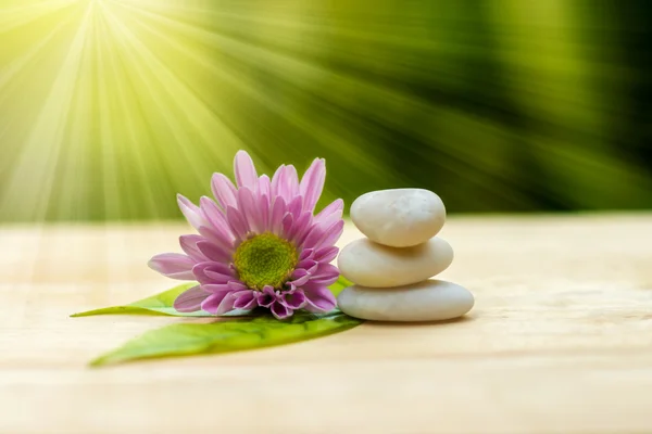 Pink flower of Chrysanthemum and white stones. — Stock Photo, Image