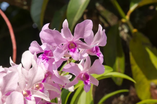 Vacker orkidé blomma. — Stockfoto