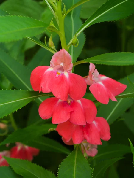 Blooming of Impatiens balsamina flower. — Stock Photo, Image