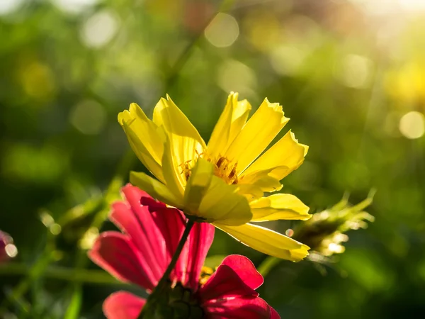 Yellow cosmos flower in the garden. — Stock Photo, Image