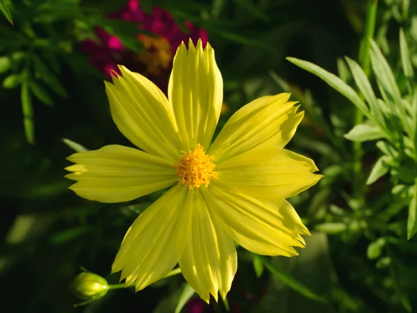 Yellow cosmos flower in the garden. — Stock Photo, Image