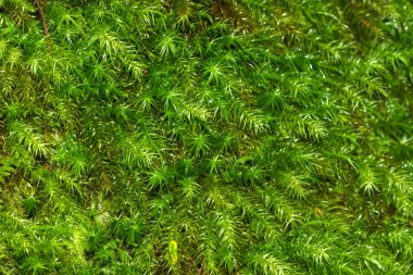 Ormanda yeşil yosun.