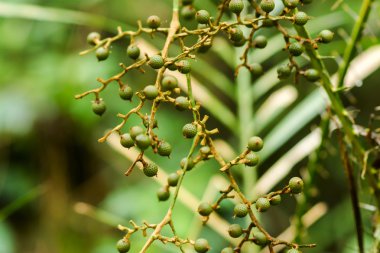 Rattan tohum ağaç üzerinde.