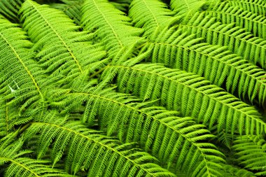 Cyathea Medullaris - siyah ağaç eğrelti