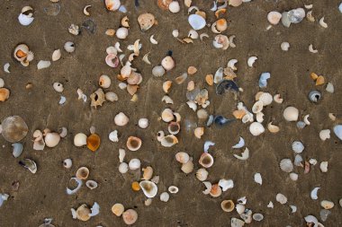 Kabukları sahilde. BM-odak resim.