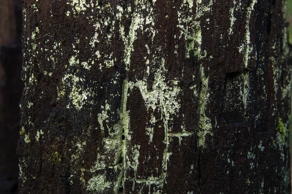 Lichens, Epiphyte em árvores, Textura de madeira . — Fotografia de Stock