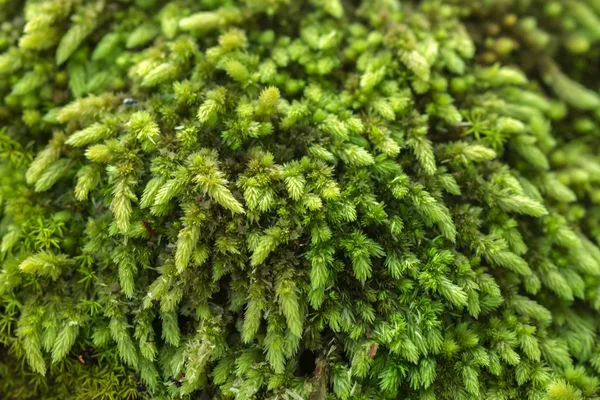 Green moss in the forest. — Stock Photo, Image