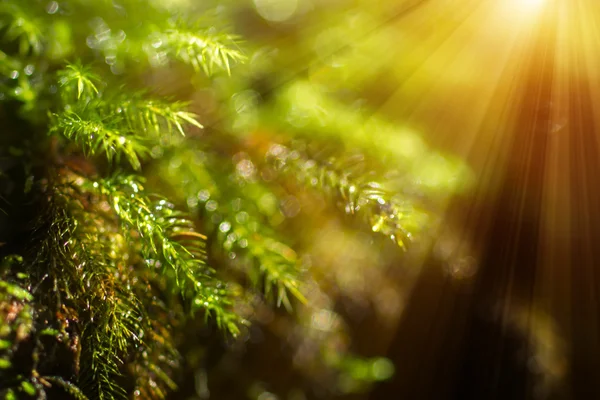 Borrão imagem de musgo verde de manhã com luz solar . — Fotografia de Stock