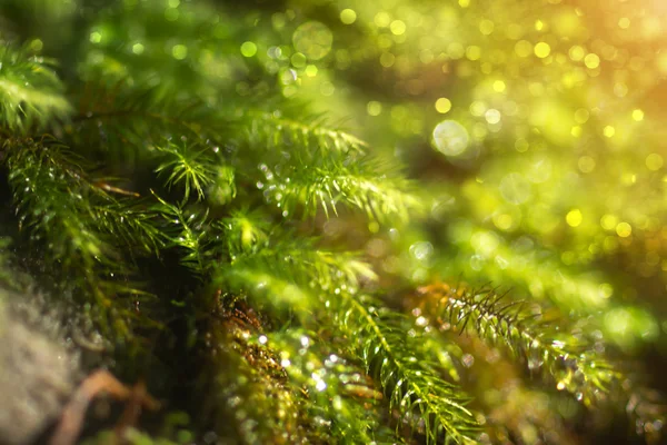 Vervagen foto van groene mos in de ochtend met zonlicht. — Stockfoto