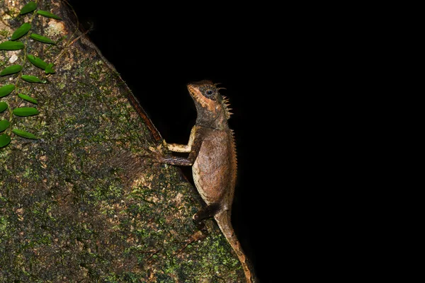 어두운 숲에서 Acanthosaura crucigera. — 스톡 사진
