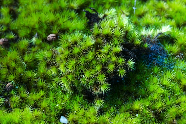 Green moss in the forest. — Stock Photo, Image