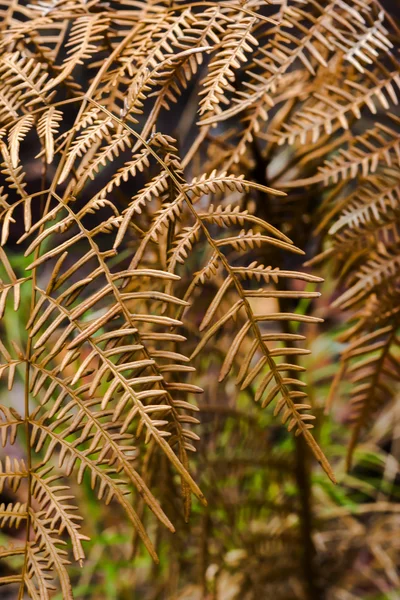 森の中の銅のシダ. — ストック写真