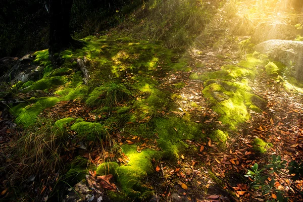 Musgo verde en el bosque con luz solar . —  Fotos de Stock