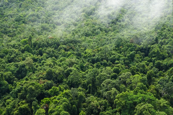 La nebbia sullo sfondo verde della foresta . — Foto Stock