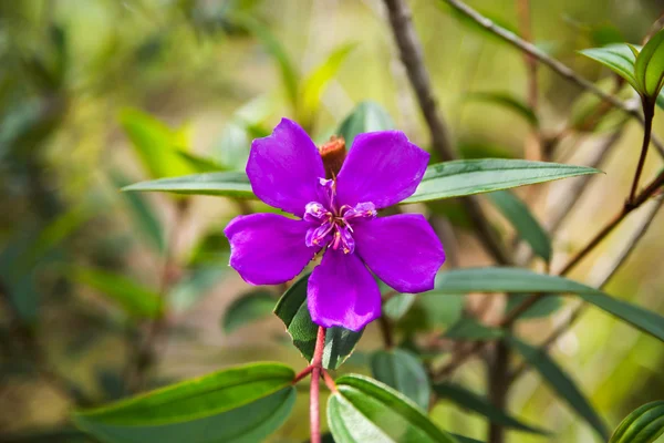 Malabar flor de grosella . — Foto de Stock