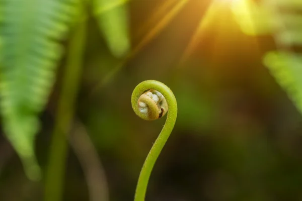 El crecimiento de una hoja de helecho con luz . —  Fotos de Stock