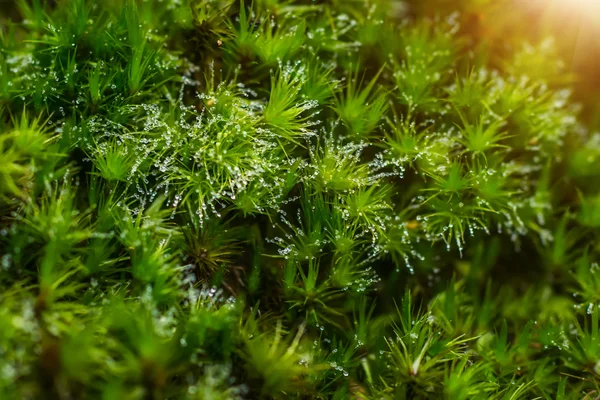 Kapka Rosy na zelený mech v lese s sluneční světlo. — Stock fotografie