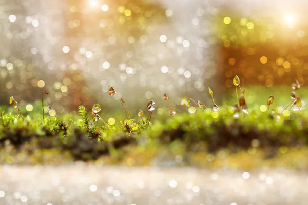 М'який фокус моху з краплями роси і світла в лісі . — стокове фото
