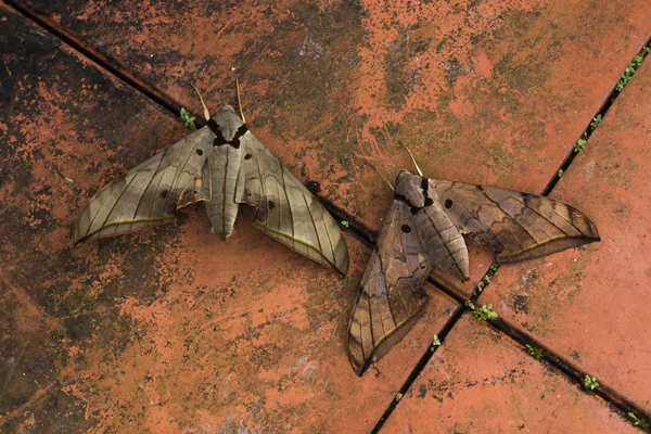 Popiół Sphinx ćmy (Manduca jasminearum) — Zdjęcie stockowe