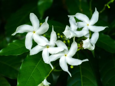 gardenya jasminoides çiçek.