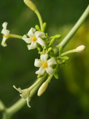 Papaya çiçek ağaç üzerinde