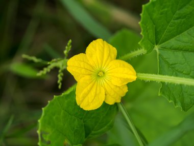 Boston Asitleme salatalık büyüyen dalında çiçeği