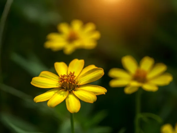 Mini yellow zinnia flower — Stock Photo, Image