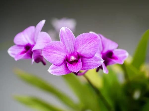 Orquídeas roxas no jardim — Fotografia de Stock