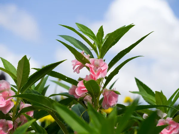 Blooming of Impatiens balsamina flower. — Stock Photo, Image