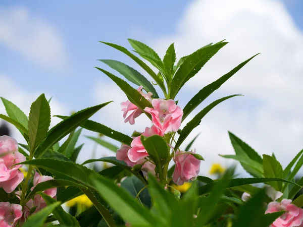 Kwitnący kwiat Impatiens balsamina. — Zdjęcie stockowe