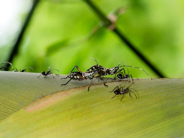 Bug preto na árvore de bambu . — Fotografia de Stock