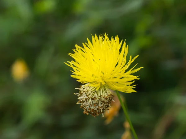 Flor amarela de mimosa de água, planta sensível à água . — Fotografia de Stock