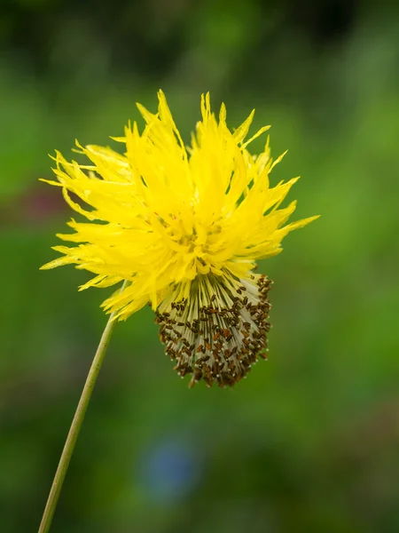 Flor amarilla de mimosa de agua, planta sensible al agua . — Foto de Stock