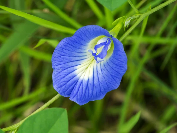 庭で蝶エンドウ豆花. — ストック写真